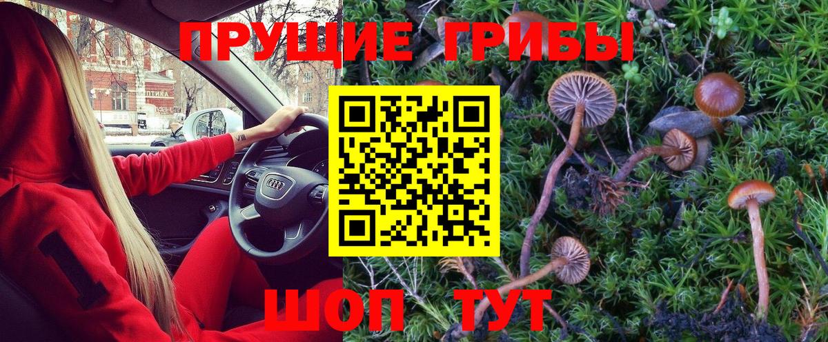 Салават  Галлюциногенные грибы Psilocybe  Вход с VPN 